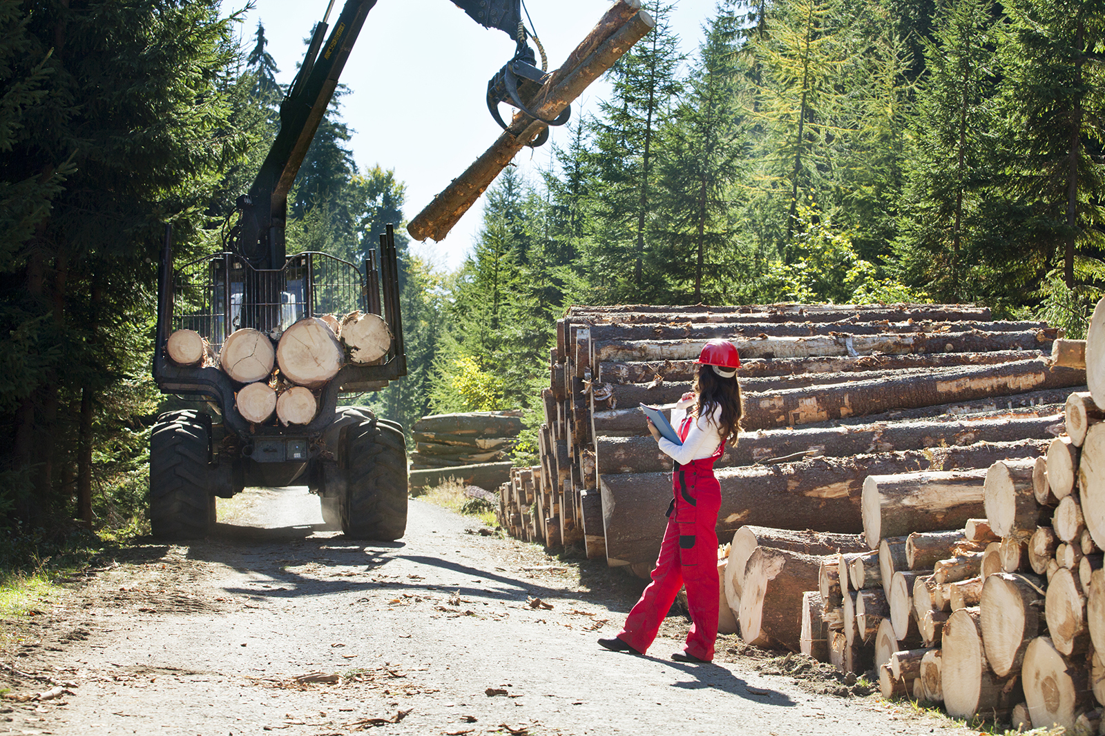 Ingénieurs travaillant en forêt